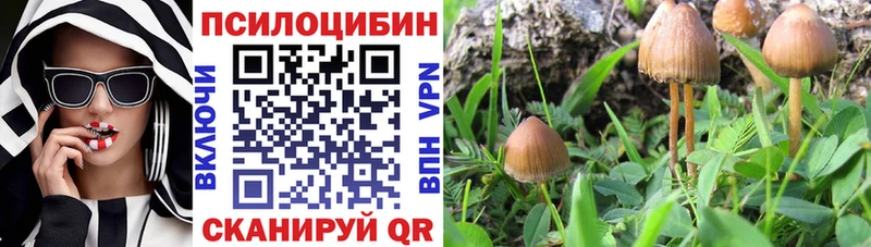 Псилоцибиновые грибы Psilocybine cubensis  где найти наркотики  Белая Холуница 